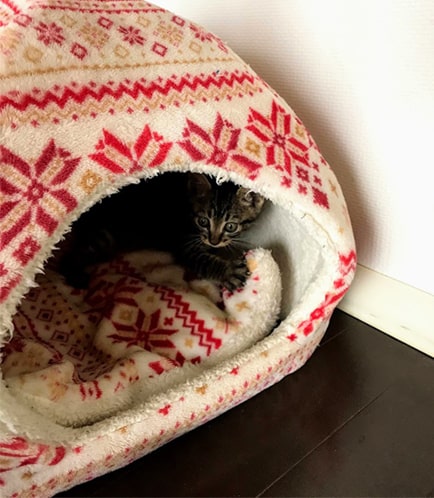 ハウスの中でふみふみする子猫