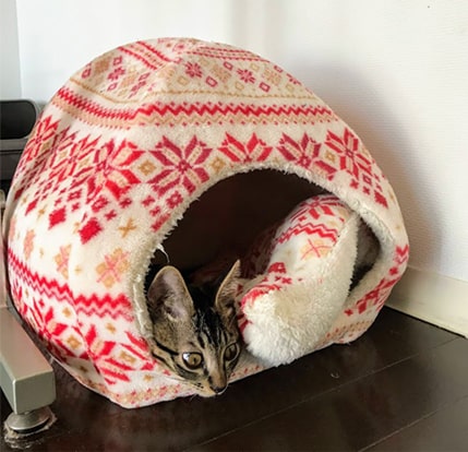 ハウスで一時休憩する子猫