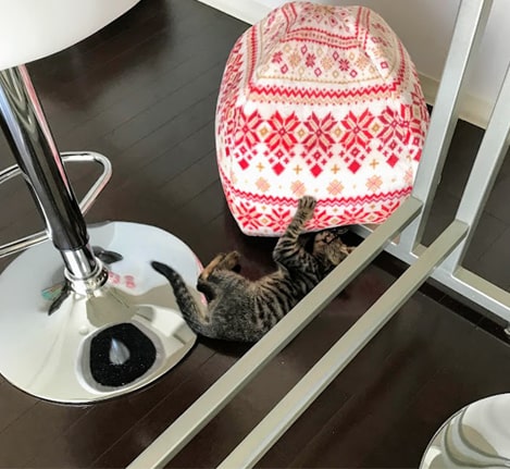 外側からハウスをかじる子猫