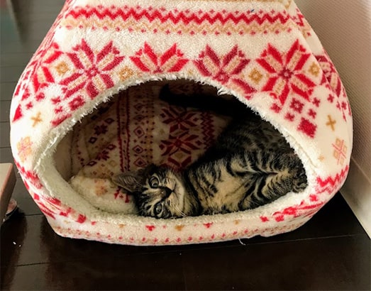 ハウスの中でくつろぐ子猫