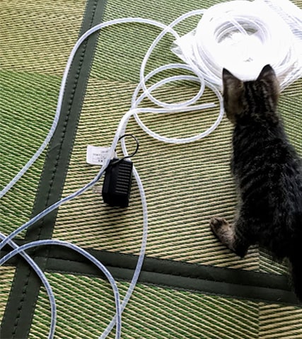 コードカバーと遊びたい子猫