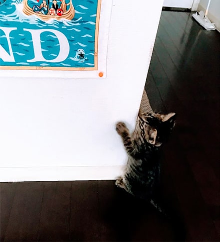 タペストリーのピンに反応する子猫