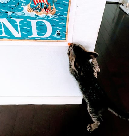 壁にさしたピンを取りたい子猫