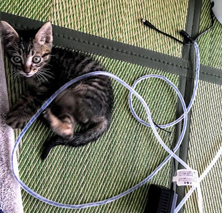 コードカバーとじゃれる子猫