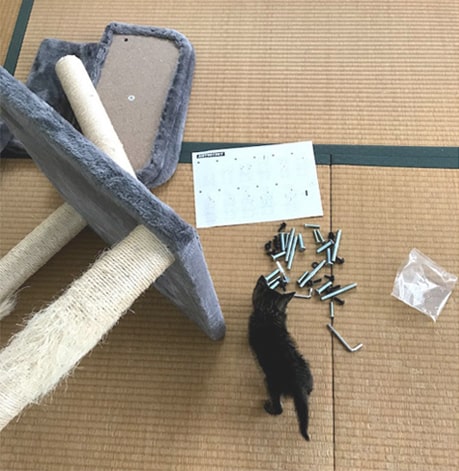 タワー組み立てに興味を持つ子猫
