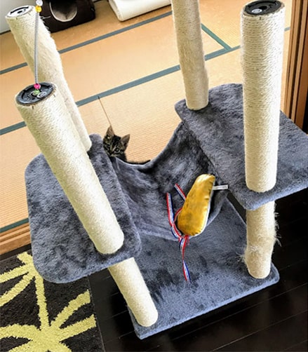 タワーによじ登る子猫