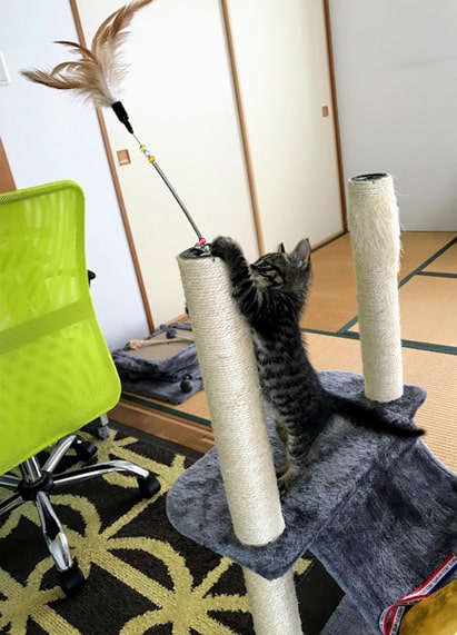 一生懸命タワーへ登る子猫