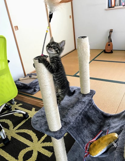 登り切ってご満悦の子猫