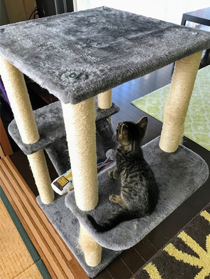 少しタワーに慣れてきた子猫