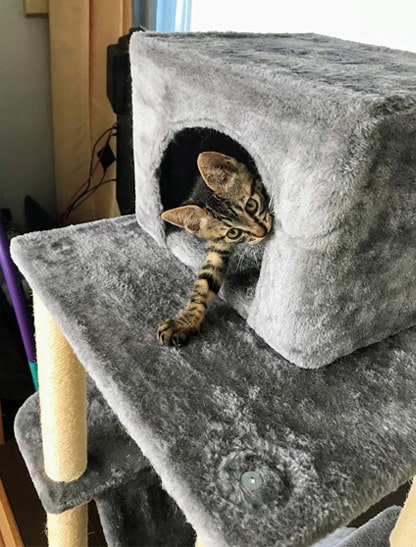 タワー内のハウスへ潜る子猫