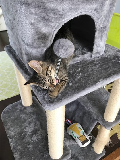バネをかじる子猫