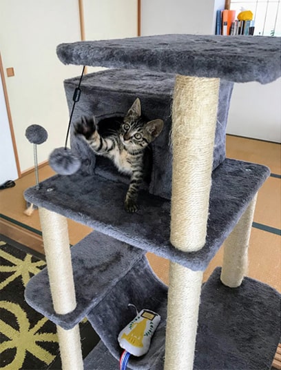 タワーの灰玉で遊ぶ子猫