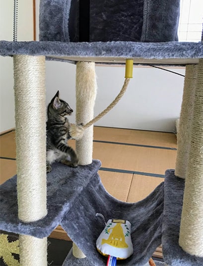 タワーのロープで遊ぶ子猫