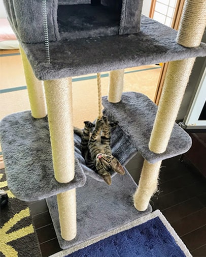 タワーのハンモックで遊ぶ子猫