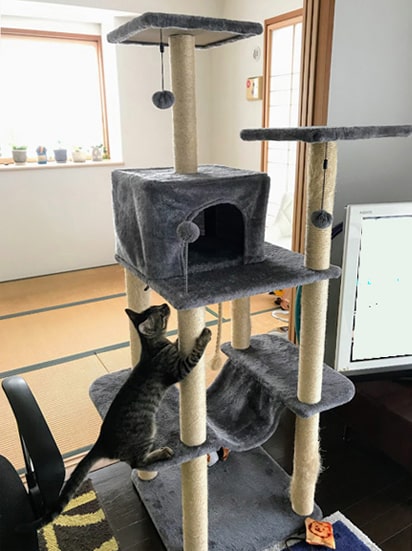タワーにすっかり慣れた子猫