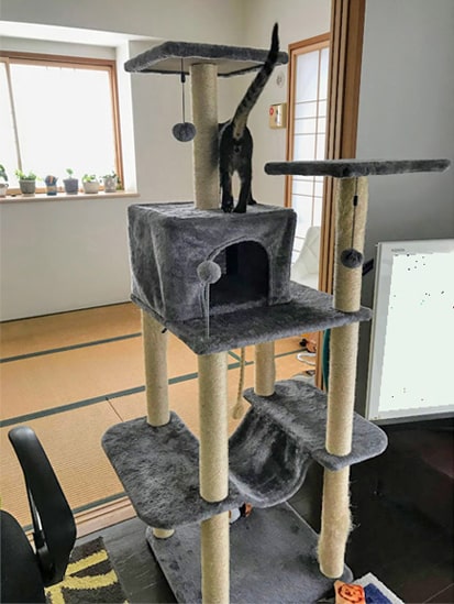 タワーへ登る子猫