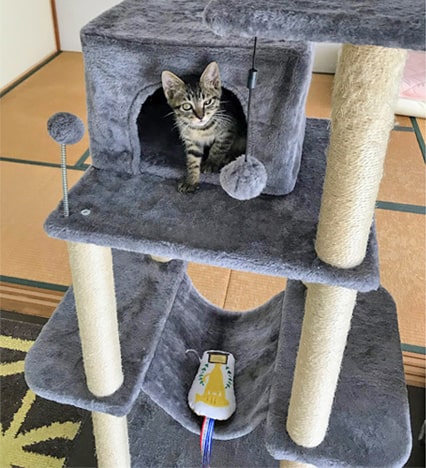 タワー内のハウスがお気に入りの子猫