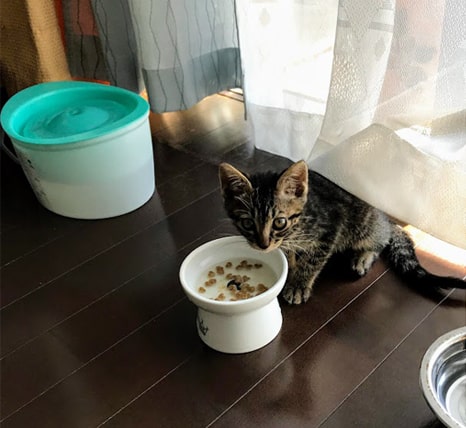 水分たっぷりのカリカリを食べる子猫