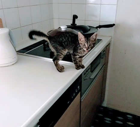 キッチンへ上がる子猫