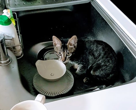 シンクへ入る子猫
