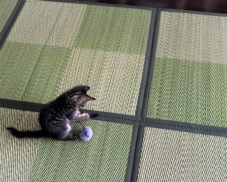 グレーのポンポンで遊ぶ子猫