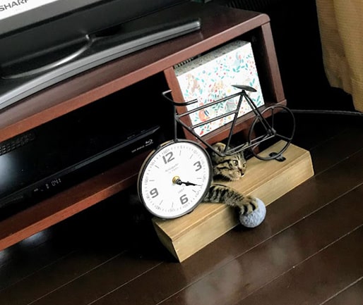 ポンポンを掴んでうなだれる子猫