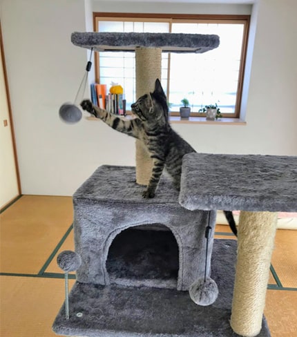 キャットタワーのぽんぽんを打つ子猫