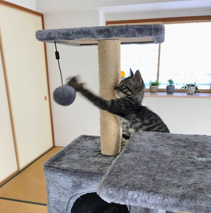 キャットタワーのぽんぽんを連打する子猫