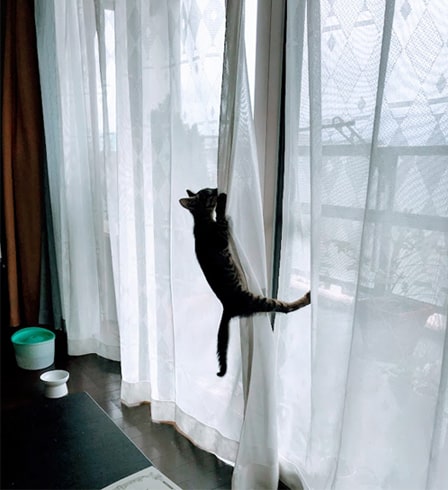 レースのカーテンを登る子猫