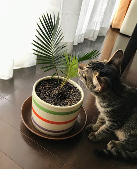 ソテツの匂いを嗅ぐ子猫