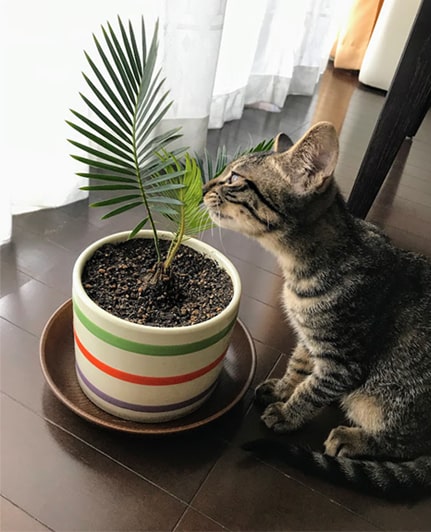 入念にソテツの匂いを嗅ぐ子猫