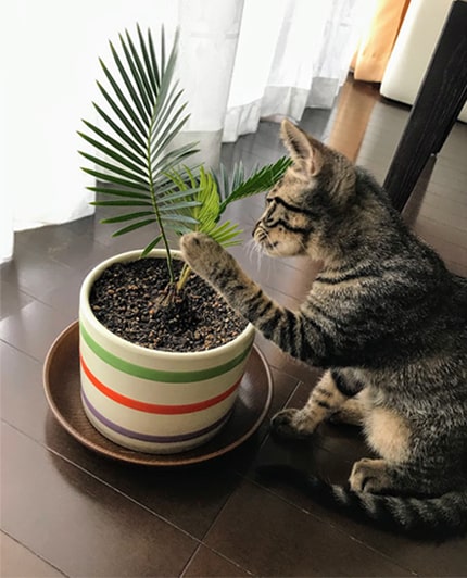 ソテツの茎を触る子猫