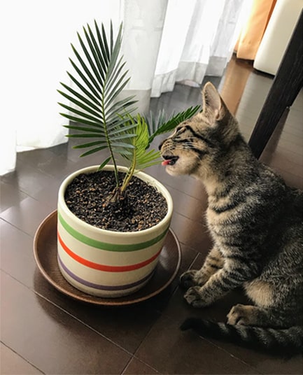 ソテツの葉を食べようとする子猫