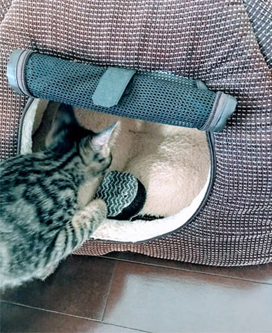 猫ハウスに隠したミニスポンジにダッシュで来る子猫