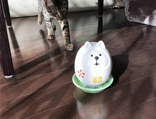 背後からどんどん近づいてくる子猫