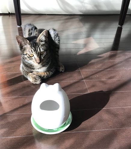 素焼きのエコ加湿器を向かい合う子猫