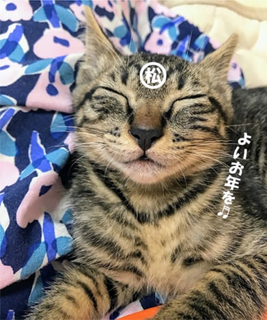 えびす顔の子猫