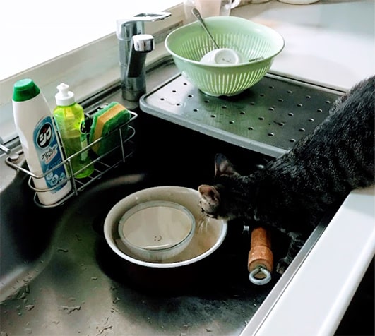 シンク内にある鍋の水を飲もうとする子猫