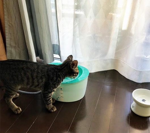 給水器の水を飲む子猫