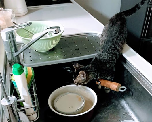 キッチンの鍋から水を飲もうとする子猫