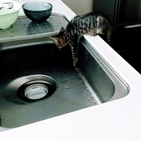 シンクへ入ろうか悩む子猫