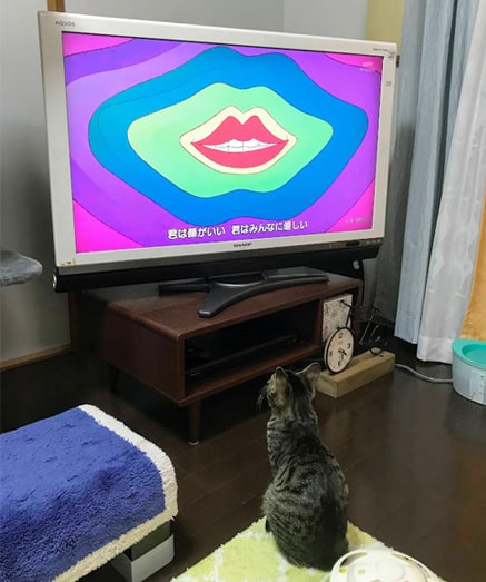 テレビの画面を見つめる子猫