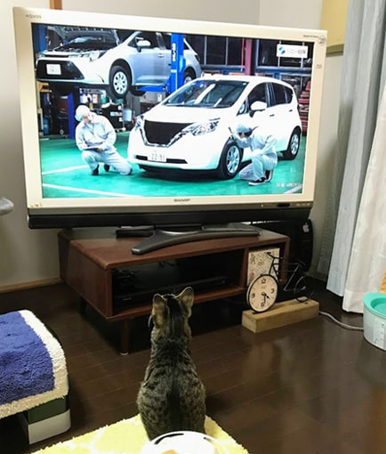 車が出てくるCMを眺める子猫