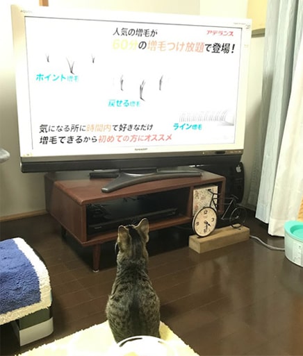 CMを眺める子猫