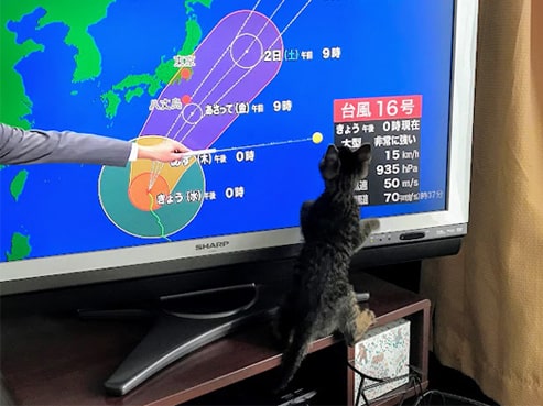 テレビの指示棒に飛びつく子猫