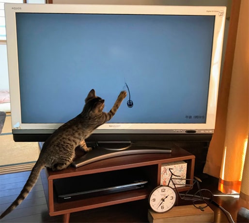 動画に食いつく子猫