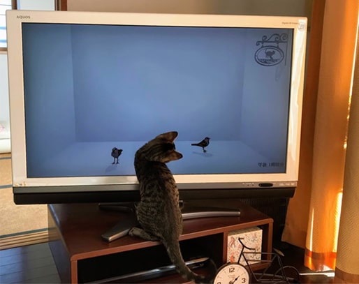 動画の小鳥を見て首をかしげる子猫