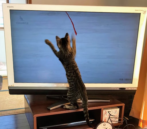 動画の赤いひもに飛びつく子猫