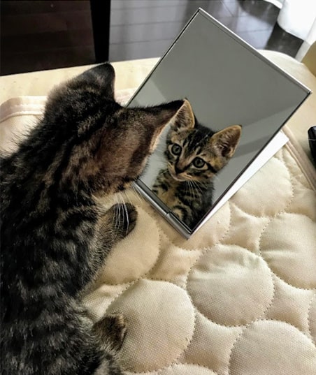 鏡に映る姿を見つめる子猫
