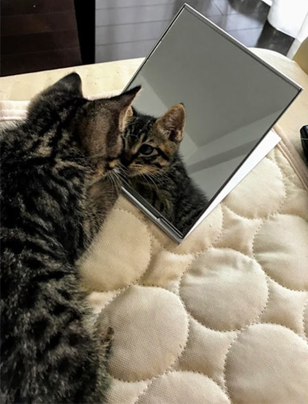 鏡に映る自分をじっと眺める子猫